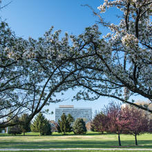 Administration building in the background. Foreground: Trees.