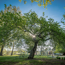 Newton Apple Tree in foreground. Blue sky.