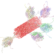 A red cylinder made of lipids has five protruding multicolored proteins.