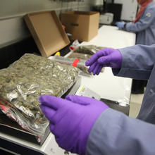 A scientist in lab coat and rubber gloves places a large clear bag of marijuana on a weighing scale.