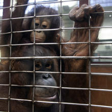 Two orangutans cling to a wire cage