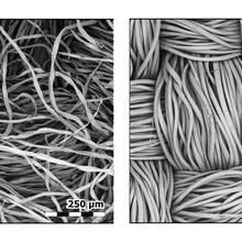 Side-by-side black and white images of fibers with scale bars at lower left indicating the degree of magnification.