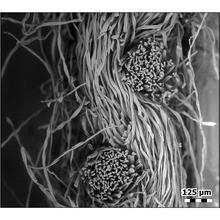 Cross section of woven bundles of cotton flannel fibers