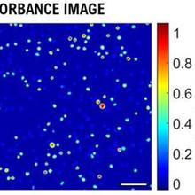 absorbance microscopy