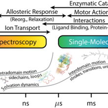 molecular physiology illustration