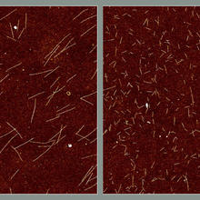 Two microscope images side by side show longer white lines on rust-colored background on left, shorter lines on right.