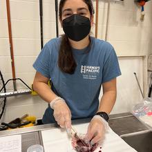Katy Shaw looks up while using a wood-handled knife to cut a small sample of turtle liver on a stainless steel surface. 