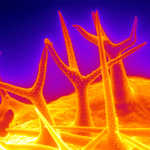 Colorized micrograph shows orange and red spikes protruding from a curved surface on a purple background.