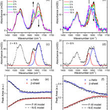 Time-resolved SAC-IR absorption spectra of insulin solutions 