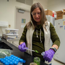 Melissa Phillips wears safety glasses and gloves in the lab as she transfers spinach from a larger to a smaller container.