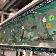 A row of plastic tanks in a lab hold groups of small fish. Colored labels on the tanks display numbers and other markers. 