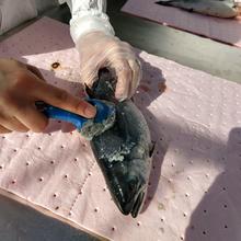 A scientist uses a blue plastic tool to scrub a whole coho salmon.