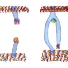 skyrmion tubes