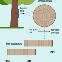 Illustration shows a cross section of a tree trunk and compares rings from two different cross sections.