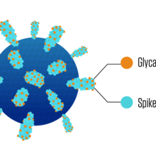 A close-up of a virus particle shows spikes protruding from the particle's surface and blobby sugars that cling to the spikes.