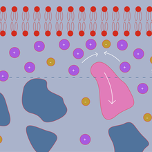 A negatively charged membrane at top (in red) attracts small, positively charged molecules (purple circles), which crowd the membrane and push away a far larger, neutral (pink) nanoparticle.