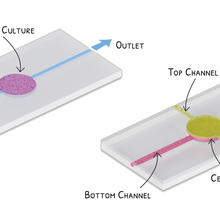 Organ-on-a-chip device illustration