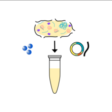 The insides of a bacteria cell being mixed with DNA to make protein in a test tube