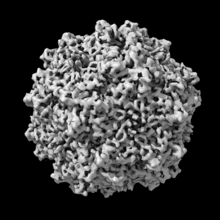 This AAV vector is a bumpy sphere that looks like it's made up of tiny crumpled black and white tubes.