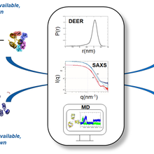 Interdomain Distance Measurements of Monoclonal Antibodies illustration