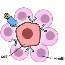 Diagram shows a radioisotope attached to a cancer-targeting molecule and how the molecule attaches to a cancer cell and injects alpha radiation. 
