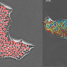 Example output of computational segmentation of individual cells in a stem cell colony (left). Example output of individual cell metrics across a stem cell colony tracked over time. 