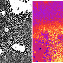 cobalt film magnetism