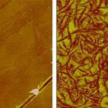 AFM and EFM images