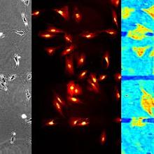 SPRI Cells