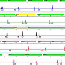 A DNA profile based on 24 genetic markers (stretches of DNA found at specific locations in the genome). 