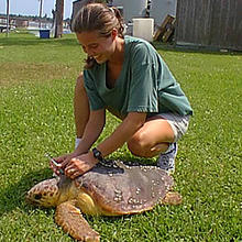 NIST research biologist Jennifer M. Keller taking a blood sample from a loggerhead turtle