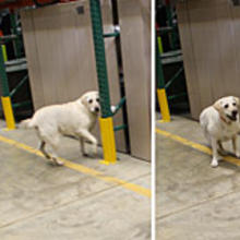 Federal police officer Donald Strawsburg putting his bomb-sniffing buddy and K-9 officer Banjo through his paces.