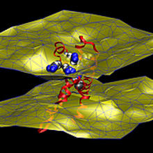 An imaging technique known as neutron diffraction, used along with molecular simulations, revealed that an ion channel’s voltage sensing domain perturbs the two-layered cell membrane that surrounds it.