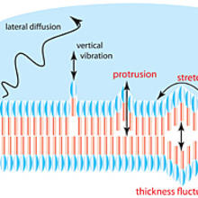 membrane dynamics illustration