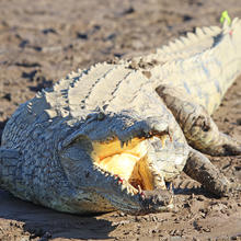 South African crocodile