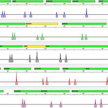 DNA Profile