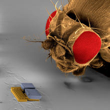 A microrobot used at the RoboCup 2009 nanosoccer competition by the team from Switzerland's ETH Zurich is compared in size to the head of a fruit fly.