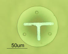 This is a silicon dioxide disk (top view) about the diameter of a human hair (100 µm) that can be pushed across the Nanogram Soccer field of play by the nanosoccer robots. 