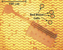 A photograph of a typical nanosoccer robot compared in size to red blood cells. 