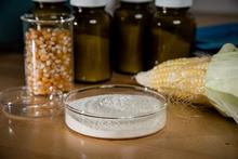 SRM 1565Mycotoxins in Corn