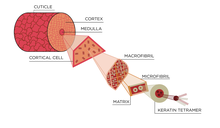 A cross section of a hair showing how it is composed of keratin fibers that are braided together to form larger fibers.