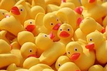 Duckies