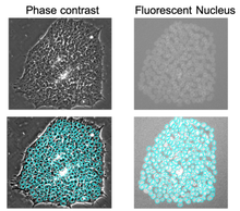 Analyzing U-Net Robustness for Single Cell Nucleus Segmentation From Phase Contrast Images