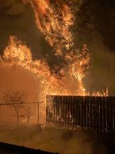 Flames rising from a burning fence are spreading to a tree above and a shed nearby.