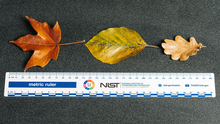 NIST metric ruler measures 3 autumn leaves