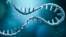 One strand of messenger RNA
