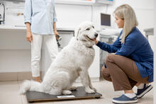 dog on vet clinic scales