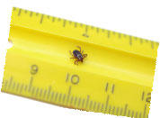 tick on ruler