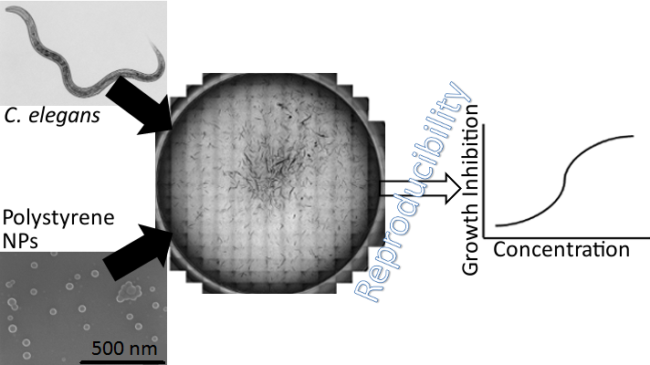 Photoaged polystyrene nanoplastics exposure results in reproductive  toxicity due to oxidative damage in Caenorhabditis elegans - ScienceDirect