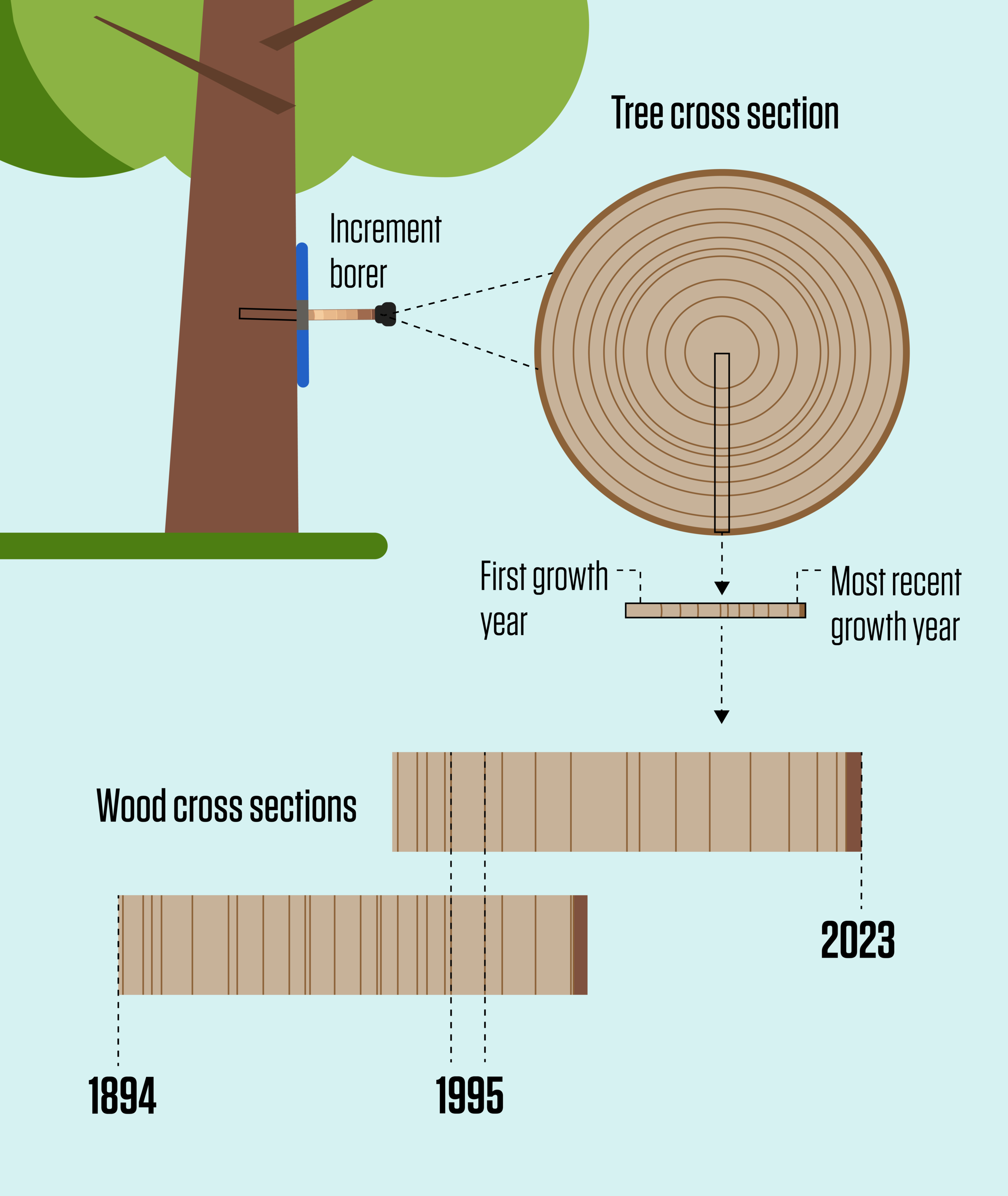 How can you determine the age of a tree shop
